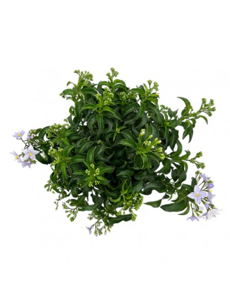 SOLANUM JASMINOIDES BLU