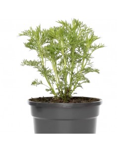 ARTEMISIA ABRONATUM MARITIMA diametro vaso 14 cm 2