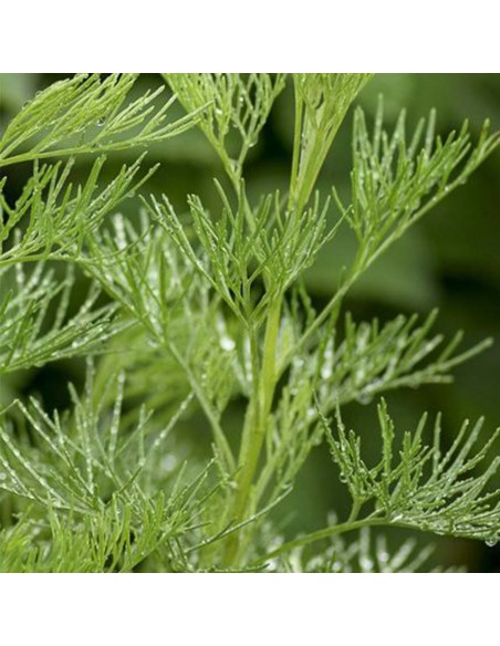 ARTEMISIA ABRONATUM MARITIMA diametro vaso 14 cm