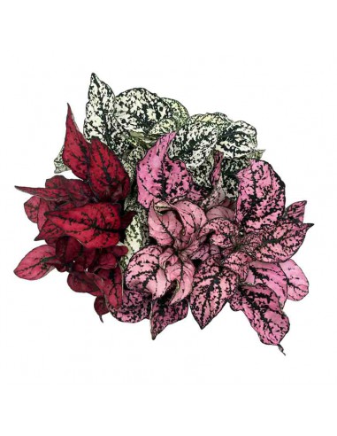 HYPOESTES PHYLLOSTACHYA "pianta a pois"