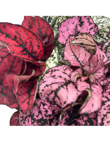 HYPOESTES PHYLLOSTACHYA "pianta a pois"