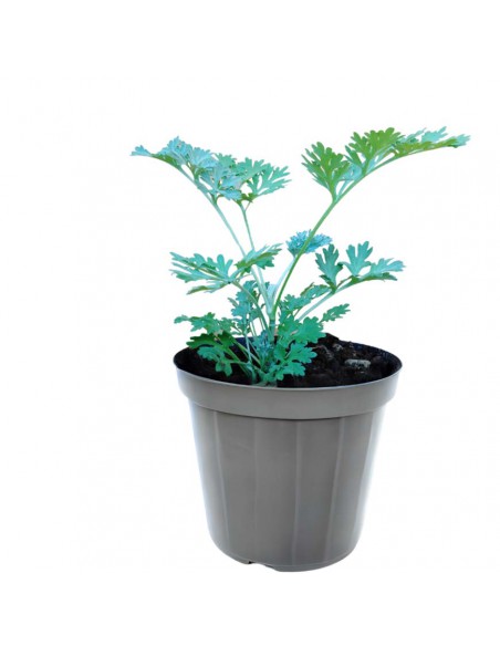 ASSENZIO (Artemisia absinthium) Diametro vaso 14 cm