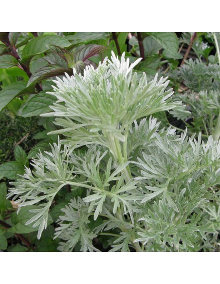 ASSENZIO (Artemisia absinthium) Diametro vaso 14 cm