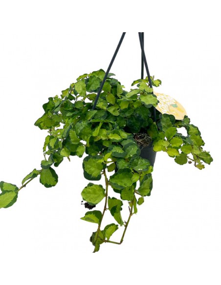 FICUS PUMILA VERDE