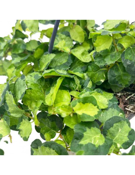 FICUS PUMILA VERDE