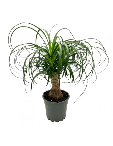 NOLINA RECURVATA