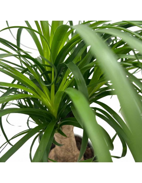 NOLINA RECURVATA