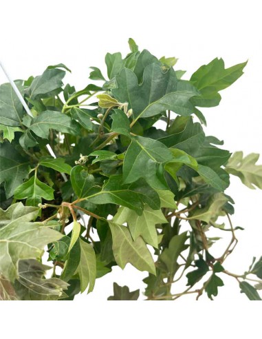 CISSUS RHOMBIFOLIA ELLEN DANICA