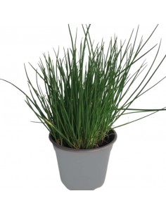 ERBA CIPOLLINA diametro vaso 14 cm 2