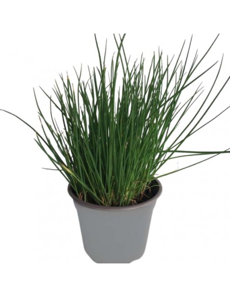 ERBA CIPOLLINA diametro vaso 14 cm