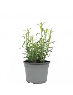 DRAGONCELLO diametro vaso 14 cm 2