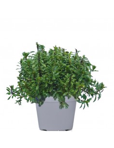 ERBA PEPE diametro vaso 14 cm 2