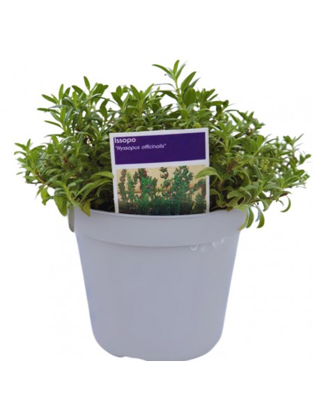 ISSOPO diametro vaso 14 cm