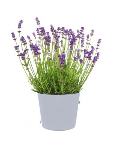 LAVANDA Diametro Vaso 14 Cm