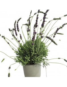 LAVANDA GOODWIN CREEK diametro vaso 14 cm 2
