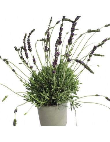 LAVANDA GOODWIN CREEK diametro vaso 14 cm