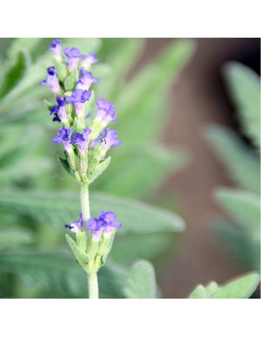 LAVANDA GOODWIN CREEK diametro vaso 14 cm