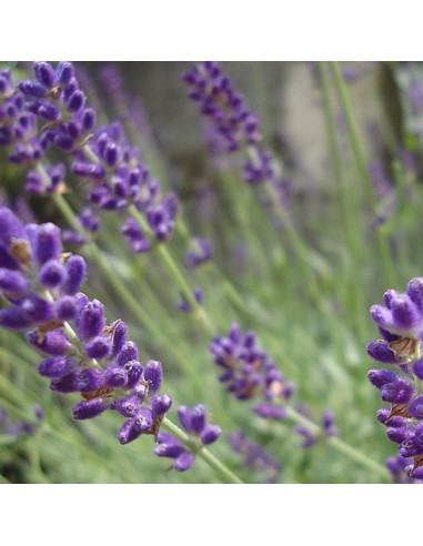 LAVANDA "HIDECOTE" diametro vaso 14 cm