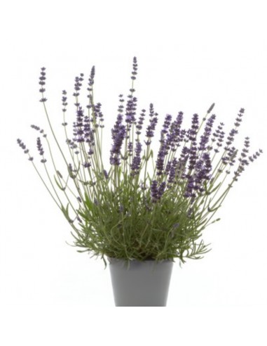 LAVANDA "HIDECOTE" diametro vaso 14 cm