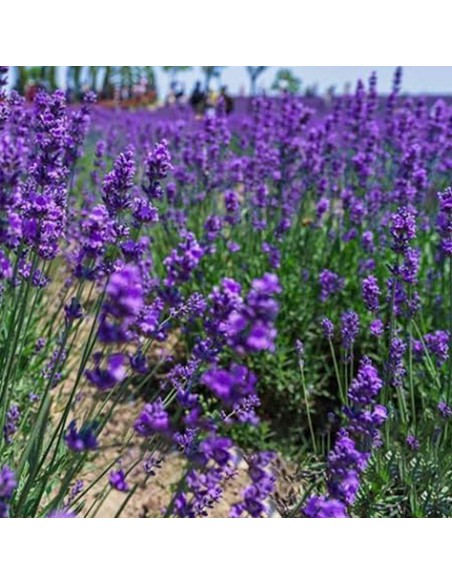 LAVANDA "INGLESE" diametro vaso 14 cm