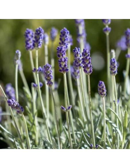 LAVANDA "GROSSO" diametro vaso 14 cm