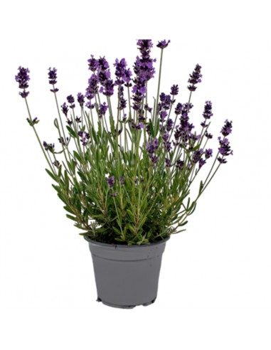 LAVANDA "INGLESE" diametro vaso 14 cm