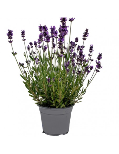 LAVANDA "INGLESE" diametro vaso 14 cm