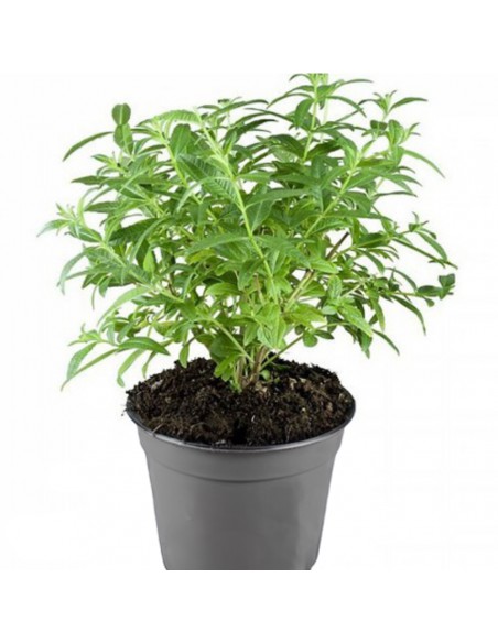 CYMBOPOGON CITRATUS (Lemon Grass) - (Citronella) diametro vaso 14 cm