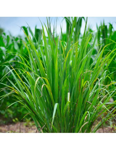 CYMBOPOGON CITRATUS (Lemon Grass) - (Citronella) v14 cm
