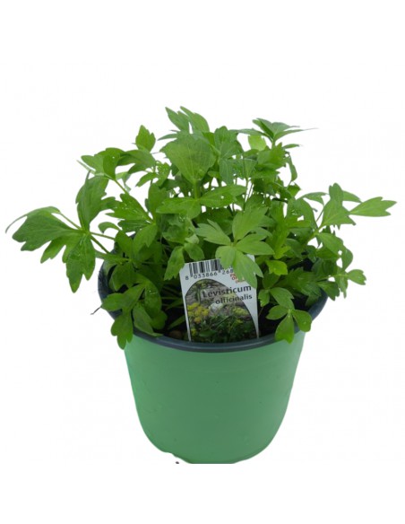 LEVISTICO (Sedano di montagna) diametro vaso 14 cm