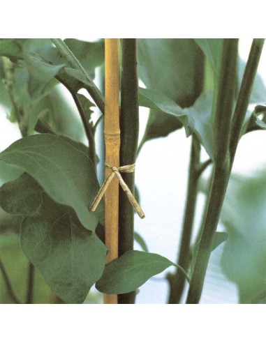 CANNA BAMBOO CONFEZIONE DA 10 PEZZI ALTEZZA 76 CM