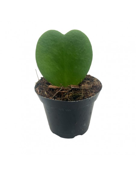 HOYA KERRII Foglia a Cuore Pianta Rara e Facile da Curare