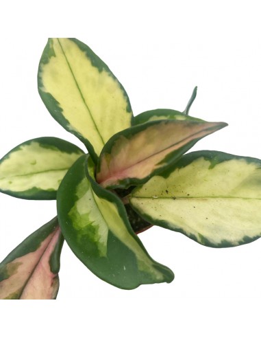 HOYA CARNOSA TRICOLOR