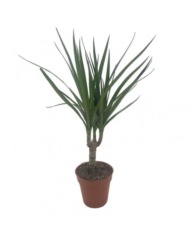 DRACAENA MARGINATA