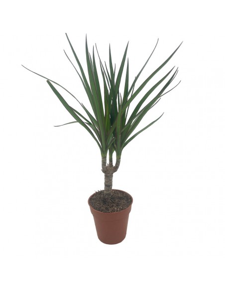 DRACAENA MARGINATA