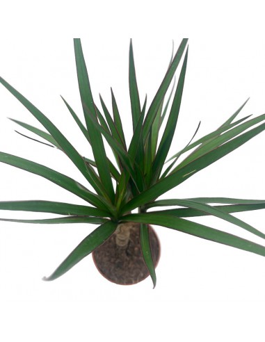DRACAENA MARGINATA