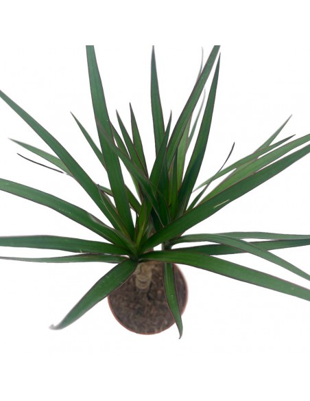 DRACAENA MARGINATA