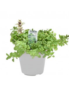 MENTA ANANAS diametro vaso 14 cm 2