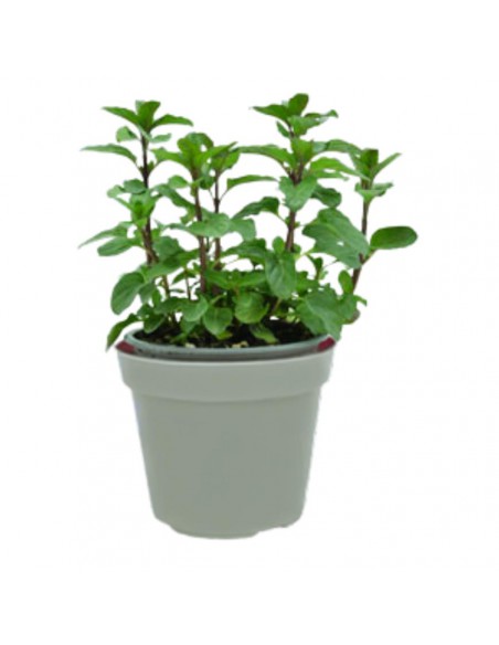 MENTA BERGAMOTTA diametro vaso 14 cm