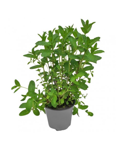 MENTA CIOCCOLATO diametro vaso 14 cm