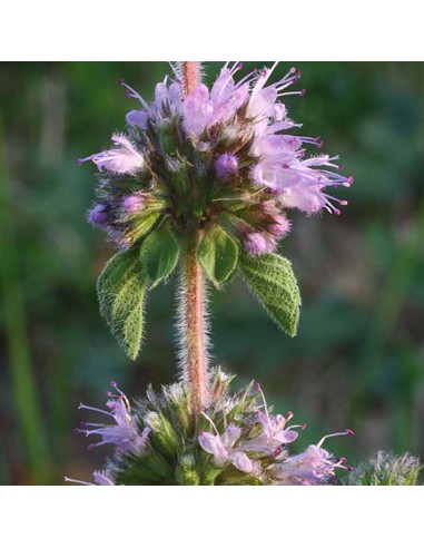 MENTA ROMANA "POLEGGIO" diametro vaso 14 cm