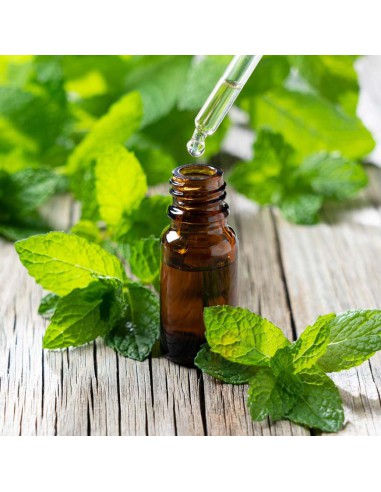 MENTA ROMANA "POLEGGIO" diametro vaso 14 cm