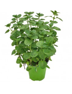 MENTA ROTUNDIFOLIA diametro vaso 14 cm 2