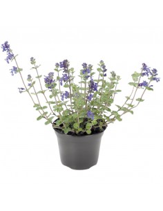 NEPETA FASSENII "menta nepalese" Vaso 14 2