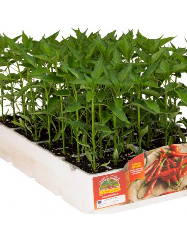 PEPERONCINO CAYENNA diametro vaso 14 cm