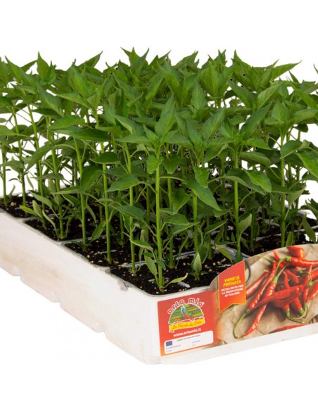 PEPERONCINO CAYENNA diametro vaso 14 cm