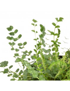 ANICE "PIMPINELLA" diametro vaso 14 cm 2