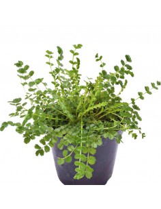 ANICE "PIMPINELLA" diametro vaso 14 cm