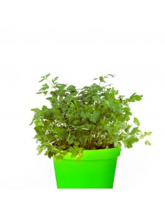 PREZZEMOLO diametro vaso 14 cm 2