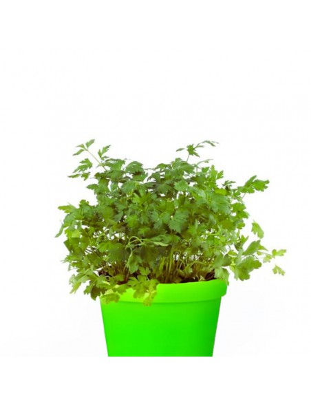 PREZZEMOLO diametro vaso 14 cm